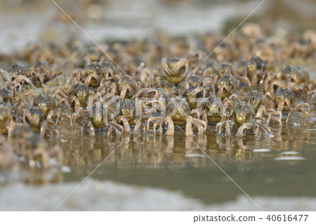 Flock of minnow crabs 40616477