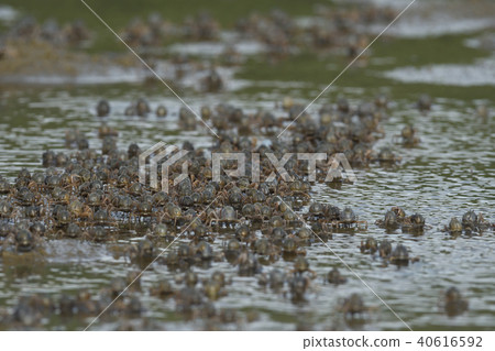 Minami Commuter crab parade Minami Commuter crab parade 40616592