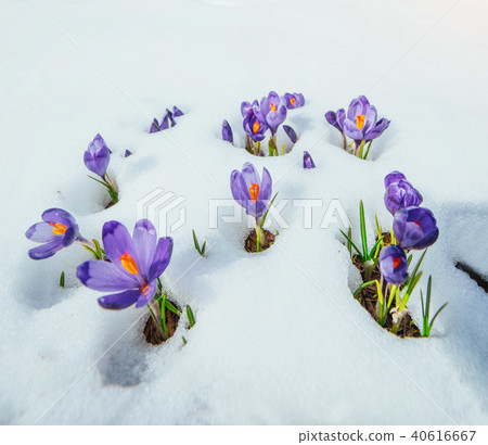 crocuses in snow 40616667
