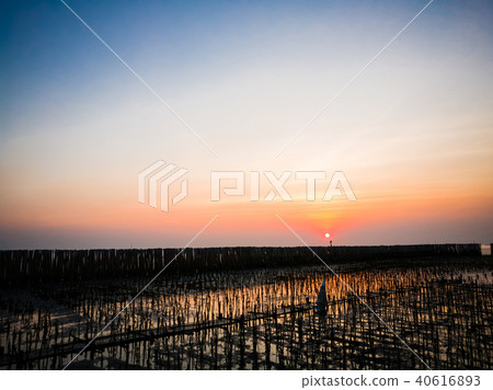 Sunset in peaceful mangrove forest, background Sunset in peaceful mangrove forest, background 40616893