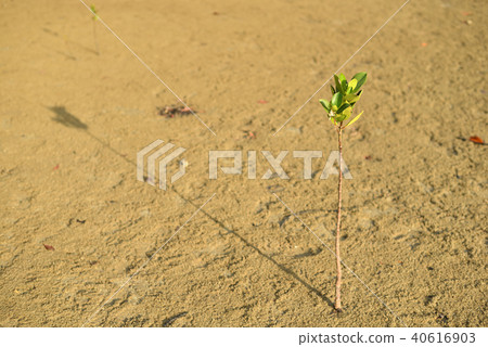 Yaeyama Hiruki sprouts Yaeyama Hiruki sprouts 40616903