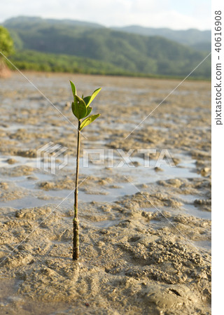 Yaeyama Hiruki sprouts Yaeyama Hiruki sprouts 40616908