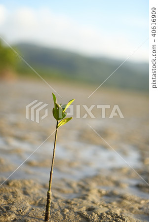 Yaeyama Hiruki sprouts Yaeyama Hiruki sprouts 40616909