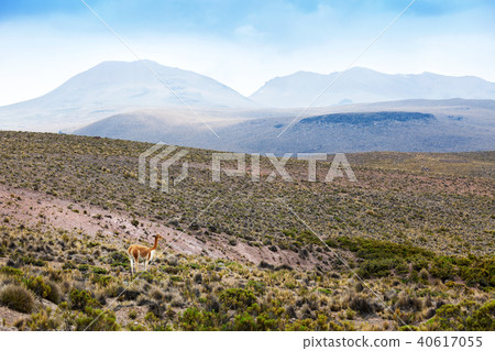 vicuna in highlands of Peru vicuna in highlands of Peru 40617055