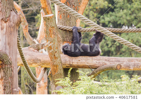 A chimpanzee on a wooden scaffold 40617581
