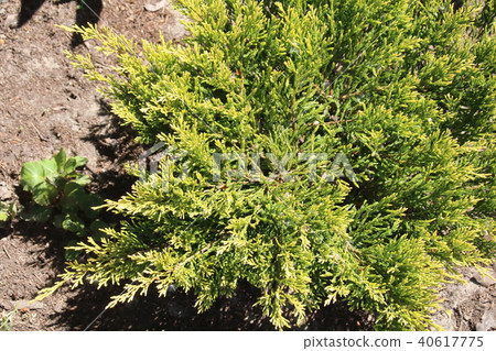 Cultivar creeping juniper glauca 40617775