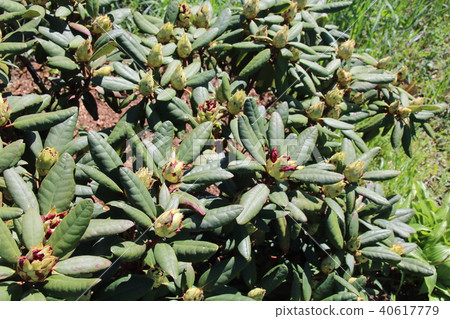 Buds of red rhododendron , azalea. 40617779
