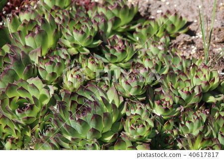 Flowering Sempervivum in the garden Flowering Sempervivum in the garden 40617817