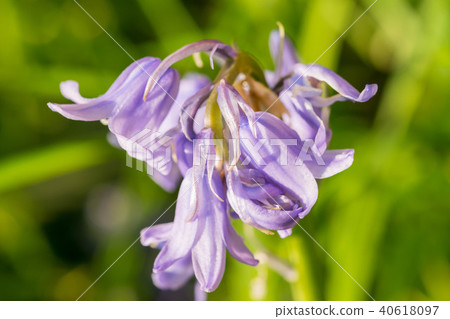 Purple Harebell Flowers, Campanula rotundifolia, closeup on green natural background, selective Purple Harebell Flowers, Campanula rotundifolia, closeup on green natural background, selective 40618097
