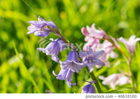 Purple Harebell Flowers, Campanula rotundifolia, closeup on green natural background, selective Purple Harebell Flowers, Campanula rotundifolia, closeup on green natural background, selective 40618100