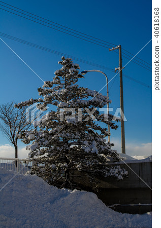 在樹的雪 在樹的雪 40618168