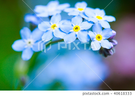 Forgetful grass 40618333