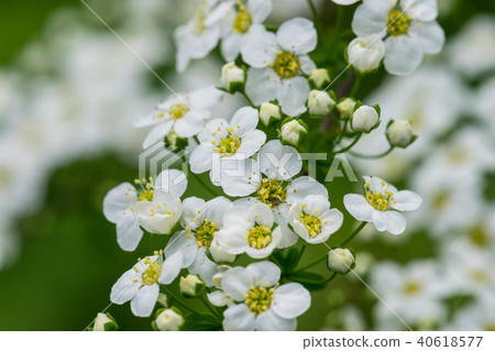 Water hemlock Conium maculatum flowers Water hemlock Conium maculatum flowers 40618577