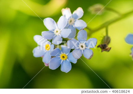 timelittle blue forget me not flowers, spring time. 40618624
