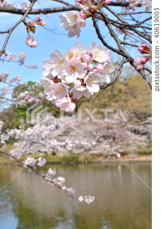 大宮公園步行道:櫻花盛開的船池 大宮公園步行道:櫻花盛開的船池 40619003