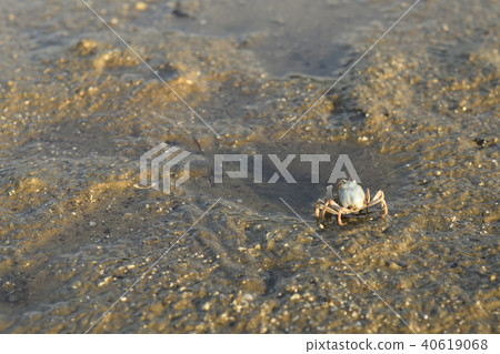 Southern spider crab 1 animal 40619068