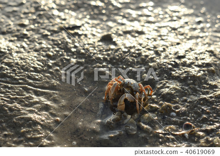 南方蜘蛛蟹1動物 南方蜘蛛蟹1動物 40619069