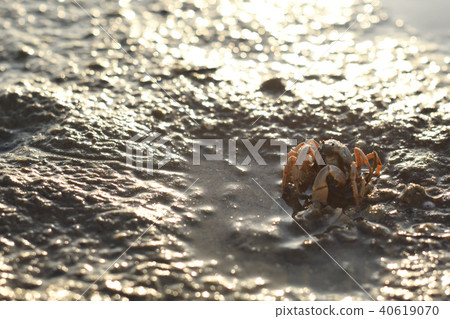 Southern spider crab 1 animal Southern spider crab 1 animal 40619070