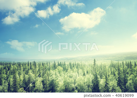 forest in sunset time 40619099