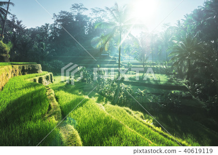 Tegalalang rice terrace, Bali, Indonesia 40619119