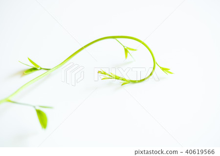 Akebi shoots 40619566