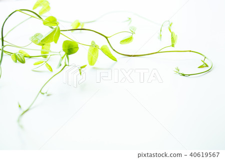 Akebi shoots Akebi shoots 40619567