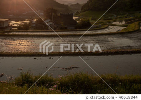 在Nagaya大阪府鼻子町清早採取的米大陽台 40619844