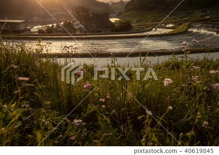 Rice terrace taken in early morning in Nagaya Osaka prefecture Nose-cho 40619845
