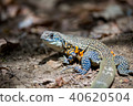 Iguana walking in the forest. 40620504
