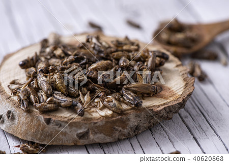 edible fried crickets 40620868