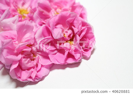 Damask rose 40620881