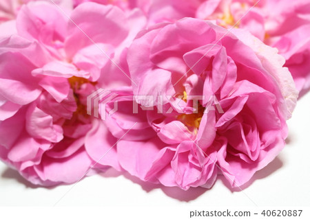 Damask rose Damask rose 40620887