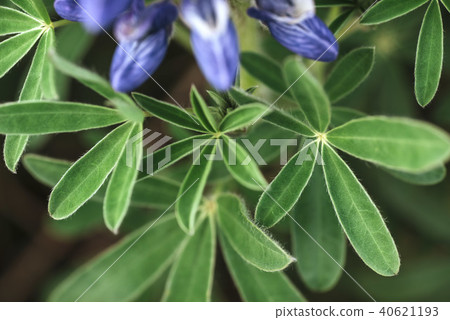 Wild blue lupine blooming in in summer 40621193