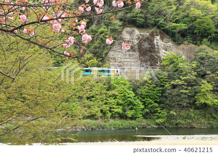 Mizugori Line "Scenery when Yae Sakura Blooms" Mizugori Line "Scenery when Yae Sakura Blooms" 40621215