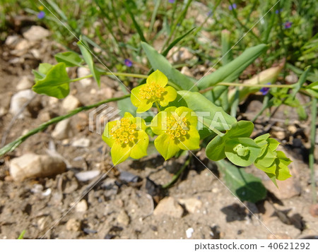 Sicilian Toubyuma 40621292