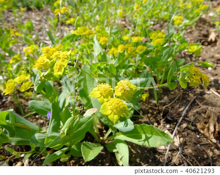 Sicilian Toubyuma 40621293