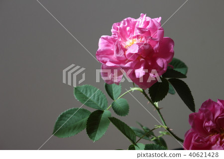 Damask rose 40621428