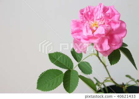 Damask rose Damask rose 40621433