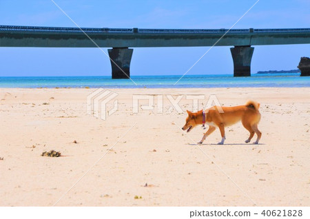 Seas and dogs in Miyakojima 40621828