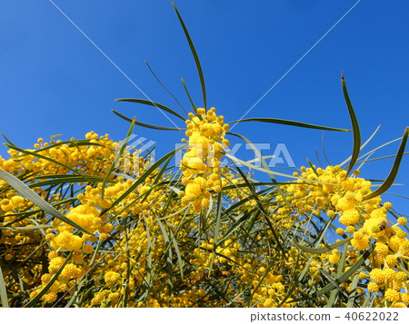 Yanagibashimimosa（花） 40622022