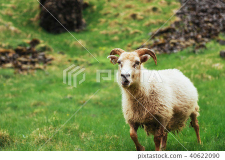 The Icelandic sheep The Icelandic sheep 40622090