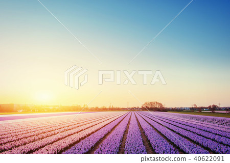 Sunset over fields of daffodils. Holland Sunset over fields of daffodils. Holland 40622091