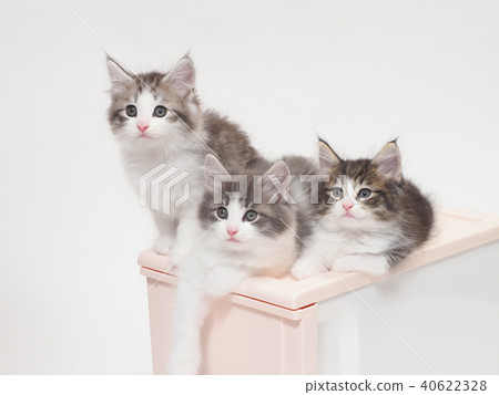 挪威森林貓三隻小貓 40622328