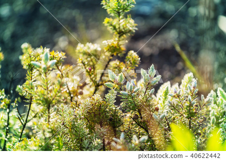 Flora Flora 40622442
