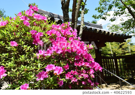 Hase Temple 40622593