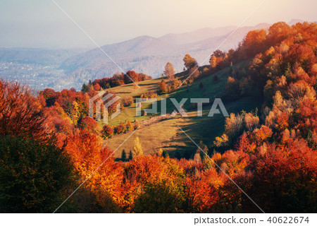 Forest in sunny afternoon while autumn season. Carpathians. Ukraine, Europe 40622674