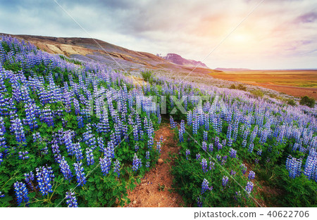 The picturesque landscapes of forests and mountains 40622706