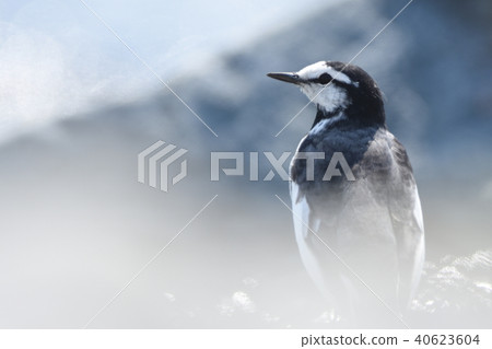 Hakushinki of Tama River 40623604