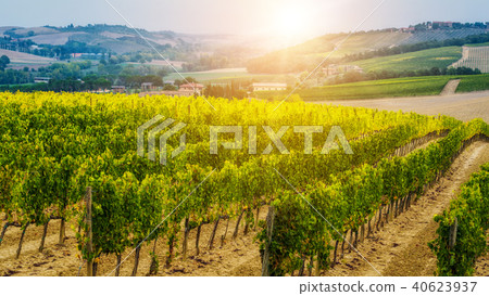 Vineyard landscape in Tuscany, Italy. 40623937