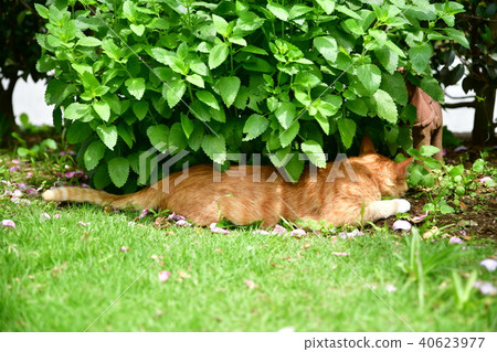 Take a break under the herbs while smelling the smell of the soil. Regional cat Take a break under the herbs while smelling the smell of the soil. Regional cat 40623977